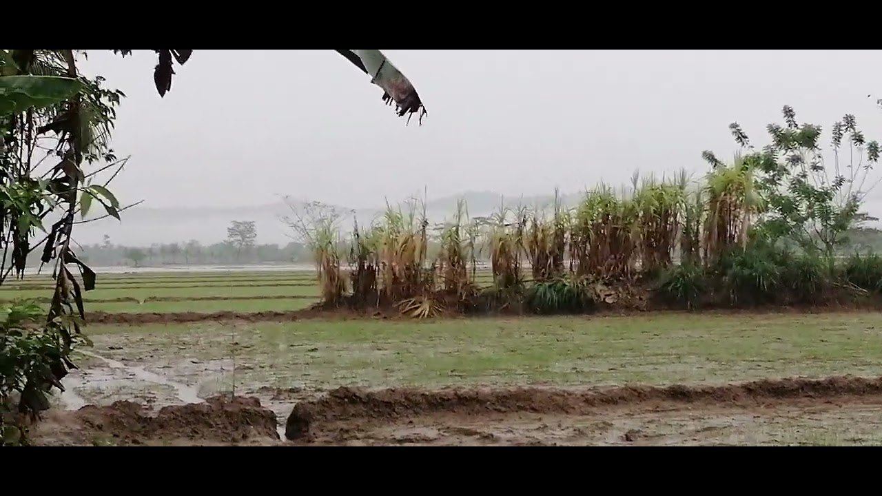 1 week rice planting - YouTube