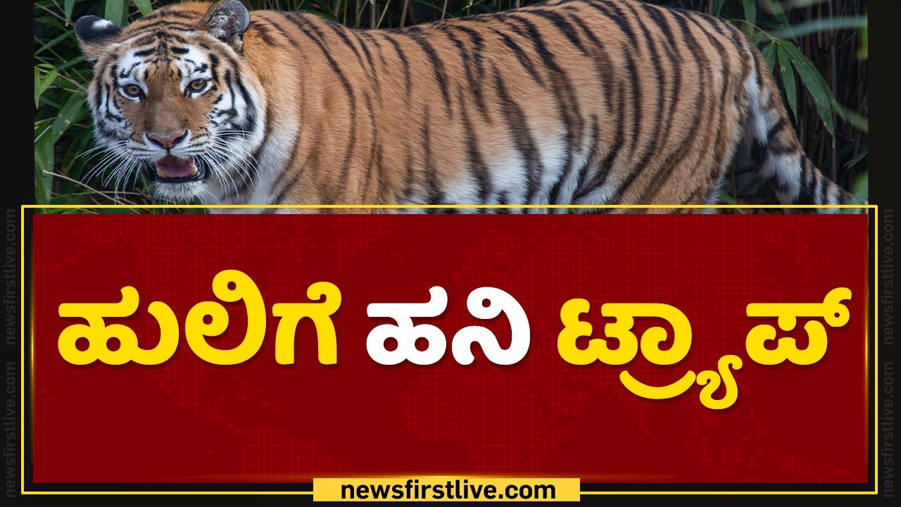 ಹುಲಿಗೆ ಹೆಣ್ಣು ಹುಲಿಯಿಂದ ಹನಿಟ್ರ್ಯಾಪ್​ | Kogadu Forest | Tigar Honey Trap | NewsFirst Kannada