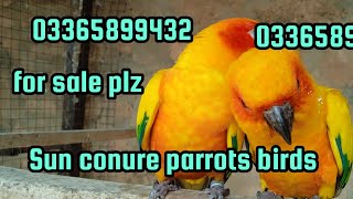 Sun conure Most beautiful parrots birds for sale/Sun conure birds very healthy and active parrots. by Birds Lover  71 views 12 days ago 33 seconds
