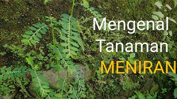 Tanaman liar MENIRAN Obat sakit kuning@maryatisuyono1972@MASMINBUNGALIAR