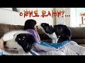 절대 외면할 수 없는 강아지의 행동 ｜보더콜리 삼둥이네 A Dog's Behavior That I Can't Ignore ｜BorderCollie