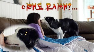 A Dog's Behavior That I Can't Ignore Border Collie Triplets