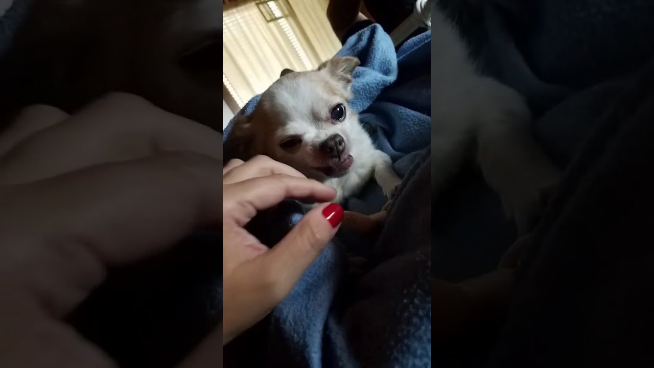 Angry Chihuahua