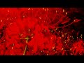 Veorra - Gone [Slowed]