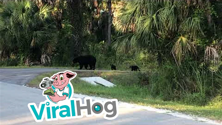 Cubs Follow Closely as Momma Bear Crosses Road || ViralHog