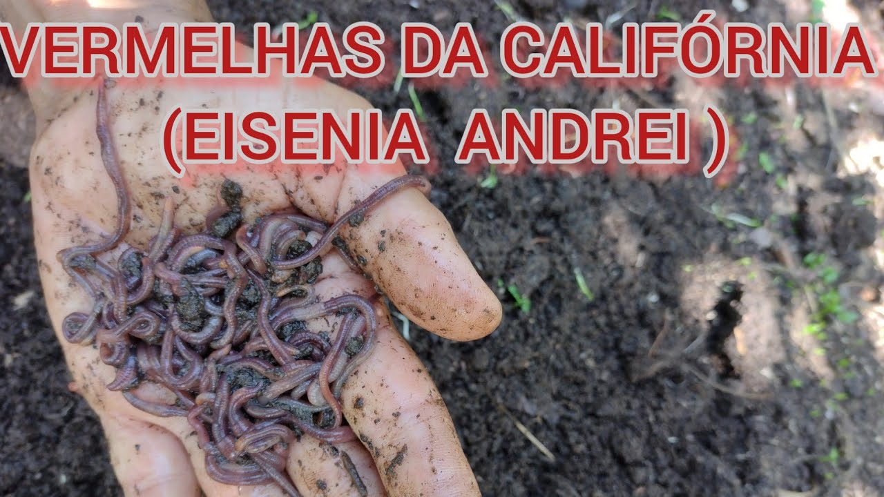 MINHOCAS VERMELHAS DA CALIFÓRNIA ( EISENIA ANDREI ) ,COMO CRIAR FÁCIL