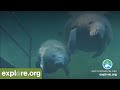 Underwater Manatee Cam at Blue Spring State Park