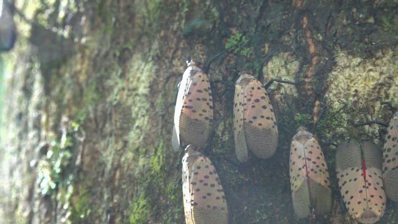 Spotted lanternflies excreting honeydew - YouTube