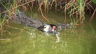 Crocodile Kills Duck 02 Footage