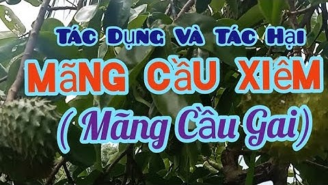 Aăn mảng cầu xiêm lúc nào là tốt nhất năm 2024