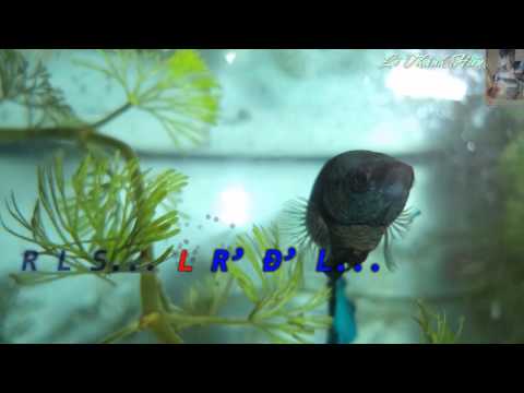 Video Cảm Âm Lăng Hoa Kính {Tình Thiên Thu} (cảm âm beat... - youtube