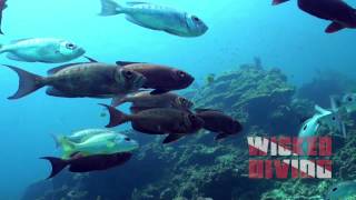 Bigeyes filmed on the Similan Islands, Thailand @wickeddiving1