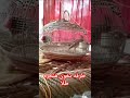 طرقه بخون هنجره طلا سهره سره قناری بلبل بلابل طرقه جل طریقه طوطی عروس کوتوله کاسکو ملنگو پرنده سخنگو 
