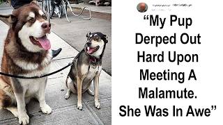 People Who Have Unphotogenic Pets Share The Serotonin With The World