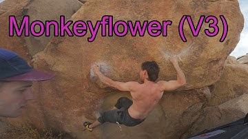 Monkeyflower (V3) - Joshua Tree