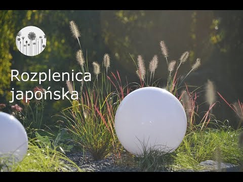 Wideo: Pielęgnacja prosa w ogrodzie – porady dotyczące uprawy prosa ozdobnego