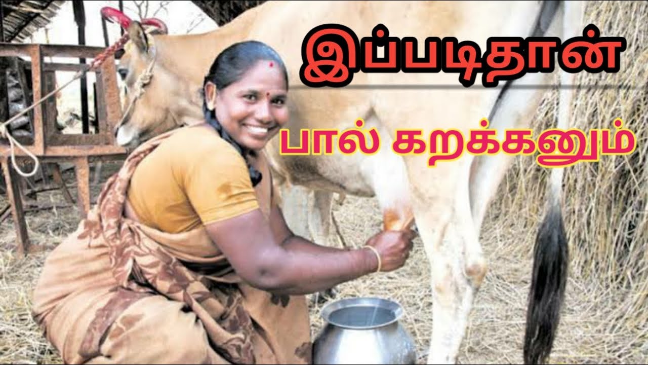 பால்கறக்கும் நேரடி காட்சி