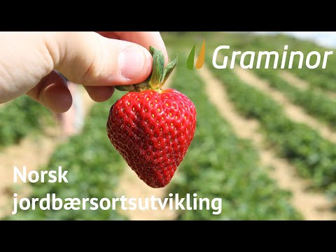 Video: Jordbærvin - Smaken Av Sommeren I Glasset Ditt