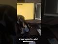 Vahşi bir ortamda gerçek bir avcı #cat #kedi #av #animalshorts #animal #köpek