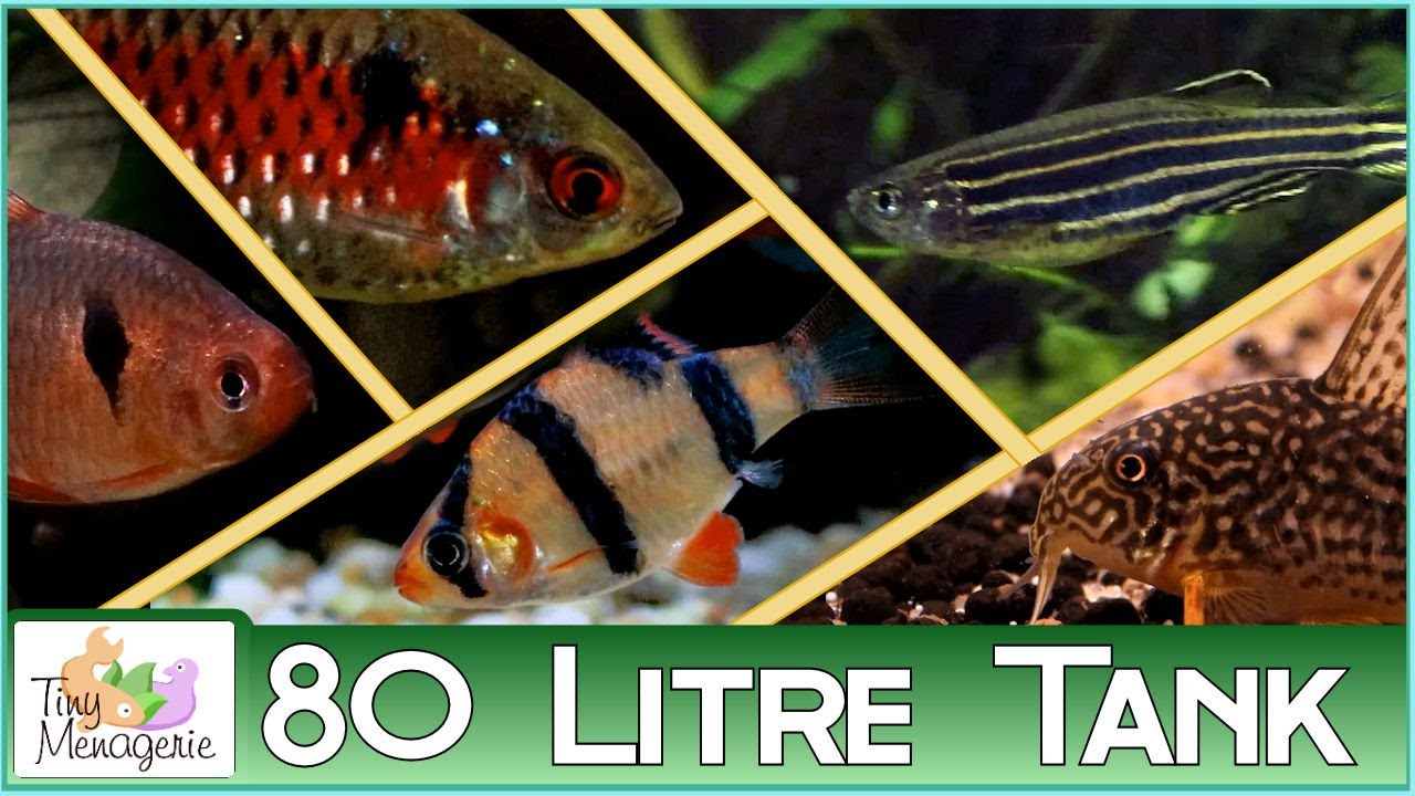 5 More Perfect Fish for a Boisterous 80 Litre (20 gallon) Tank