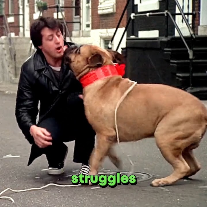 Real-Life Story of Sylvester Stallone's Dog 'Butkus'... #shorts