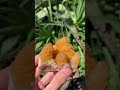 Natural Yellow Solar Spirit Quartz Cluster x 1 From Boekenhouthoek, South Africa