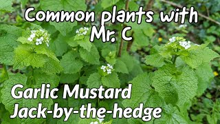Garlic Mustard or 'Jack-by-the-hedge'