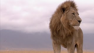 Ngorongoro: Born of Fire | Wildest Africa | 4K |