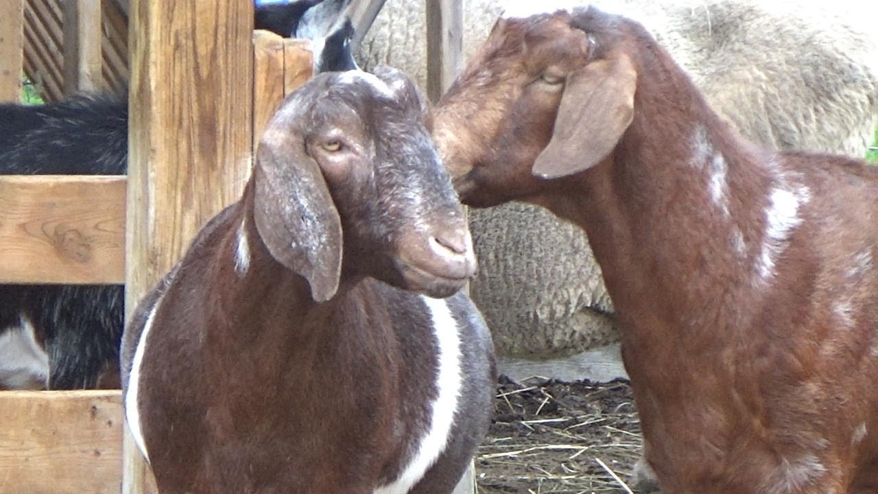 Cool weather, lots of animals and lovely flowers.