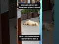 Wanneer wel of niet een powernap? Deze hond doet er wel een. #powernap #slapen #dutje