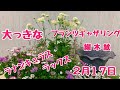 ラナンキュラスラックスで大きな寄せ植え【プランツギャザリング】綱木紋の鉢マーガレット