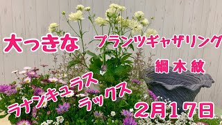 ラナンキュラスラックスで大きな寄せ植え【プランツギャザリング】綱木紋の鉢マーガレット