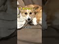 【監禁された犬】助けを求めるコーギー#shorts #助けてください #衝撃映像