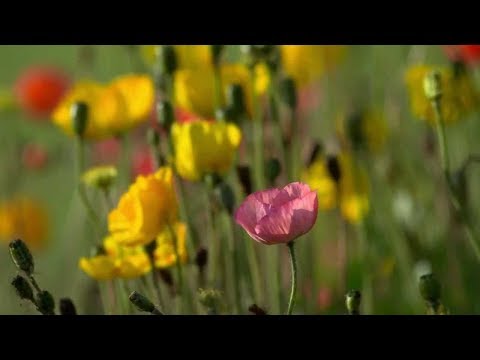 Карельская сказка 'Пряхи у проруби'