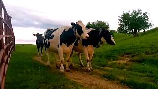 Cows Head To Pasture Through The Sunset