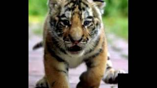 Tiger tribute (eye of the tiger)