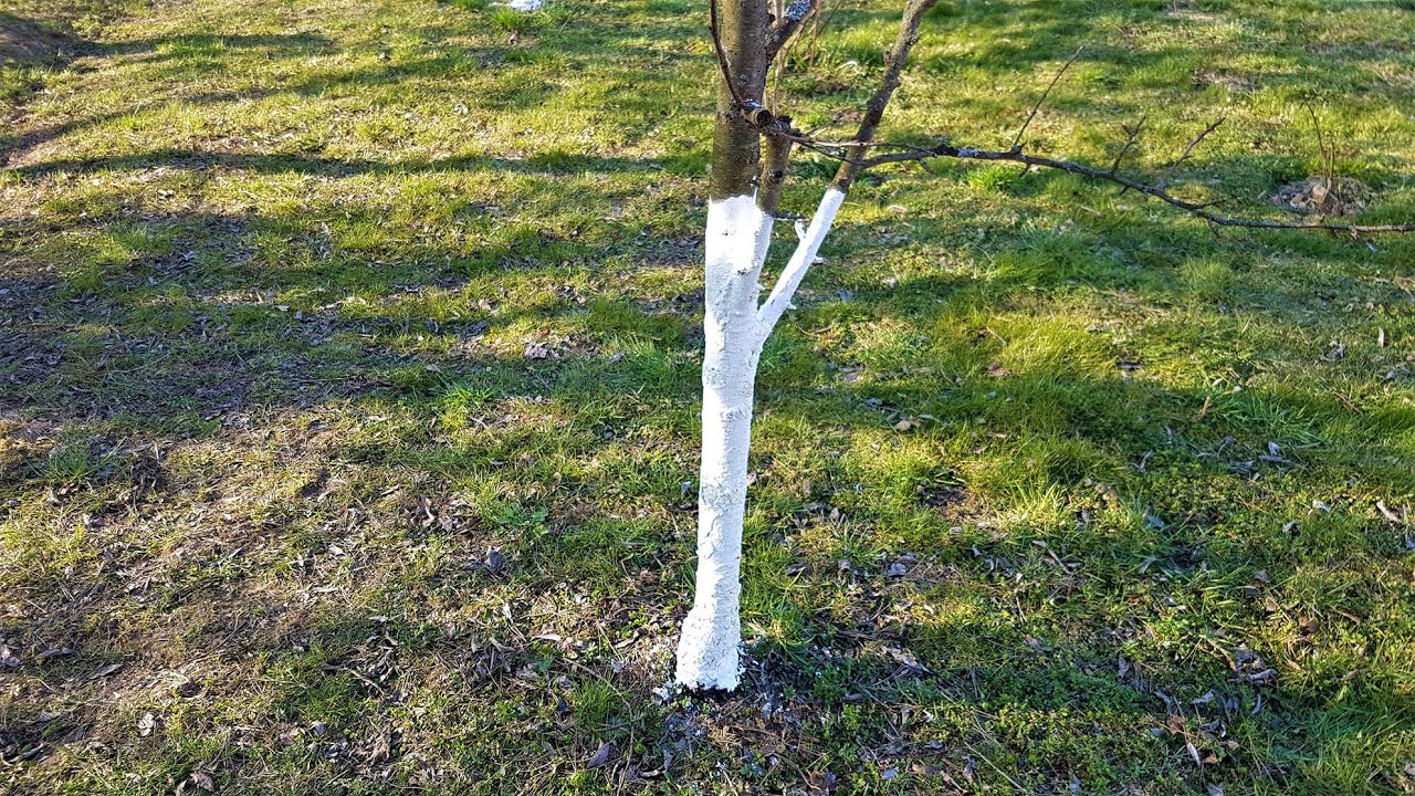 Prečo maľujeme stromy vápnom ?  Why do we paint trees with lime?