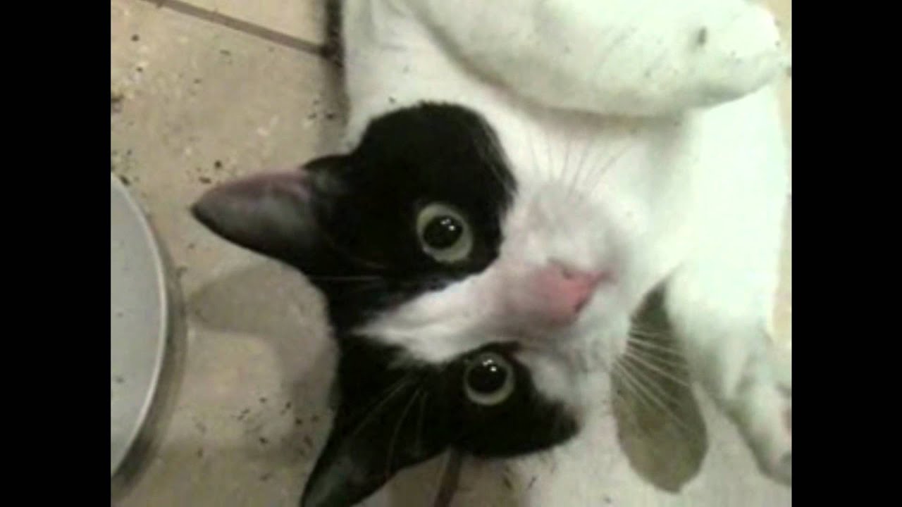 Funny Cats on Catnip - YouTube