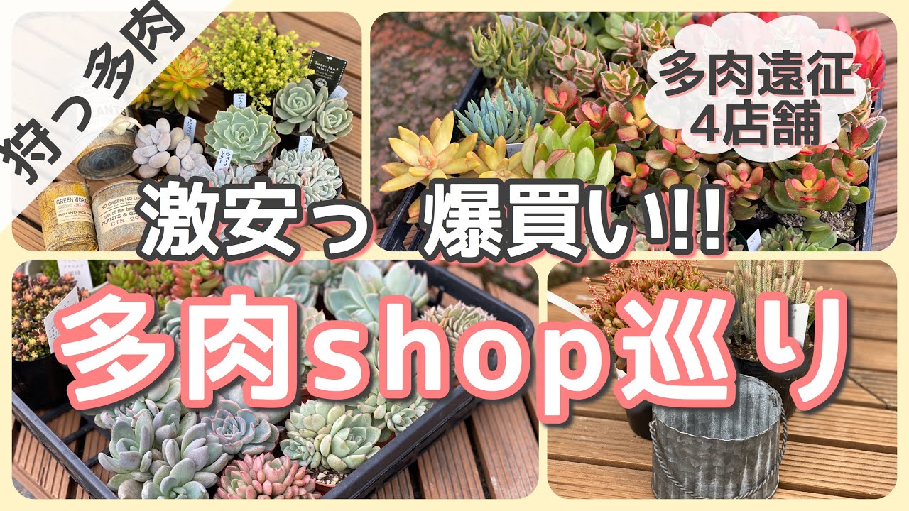 関西多肉shop 激安苗を爆買い Youtube
