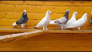 Patti Walay Dobaz Kabootar For Sale In Lahore Rj Prince 0321-7733331