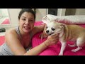 When Innocent dog blamed for Naughty dog mistake | Ss Vlogs :-)