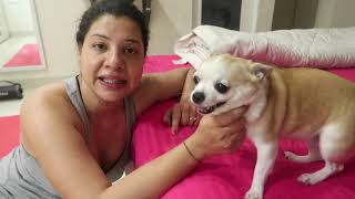 When Innocent dog blamed for Naughty dog mistake | Ss Vlogs :-)