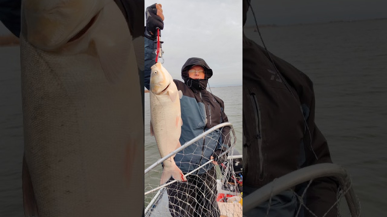 Рыбалка на Дону осенью. Рыба - судак. #рыбалка #рыба #fishing #рыбалкаиохота #толстолобик