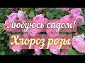 Любуюсь садом и обсуждаю проблему «Хлороз розы»