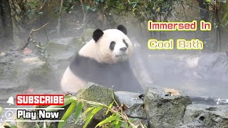 Great Place For Panda To Beat The Summer Heat | Ipanda