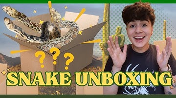 Unboxing THREE Sonoran Gopher Snakes!!!