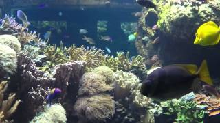 Henry Doorly Zoos Aquarium