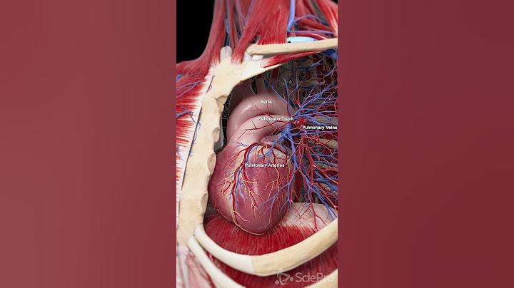 💓 The Heart and Pulmonary Blood Vessels: Key Players in Circulation 💓