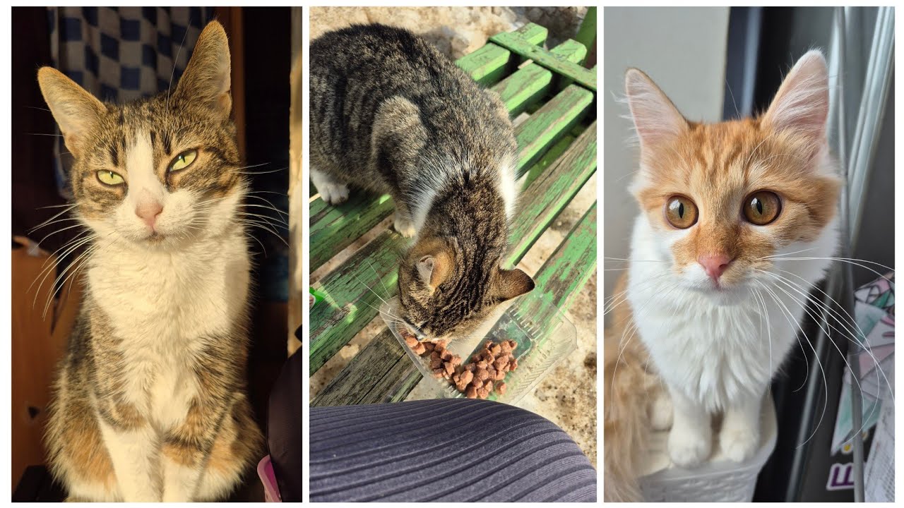 VLOG  616: В ГОРОДЕ ВЕСНА!