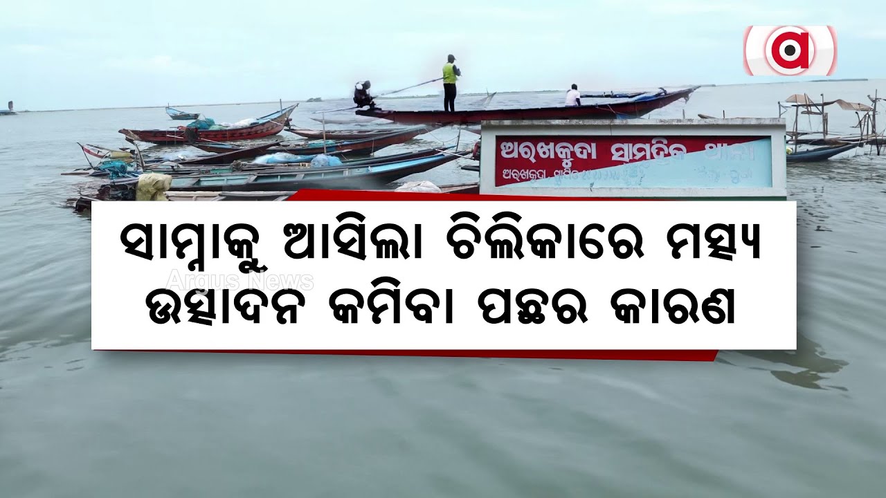 ଚିଲିକାରୁ ବେଧଡ଼କ ଯାଆଁଳ ଚାଲାଣ | Chilika | Prawn Smuggling | Illegal Trade | Argus News